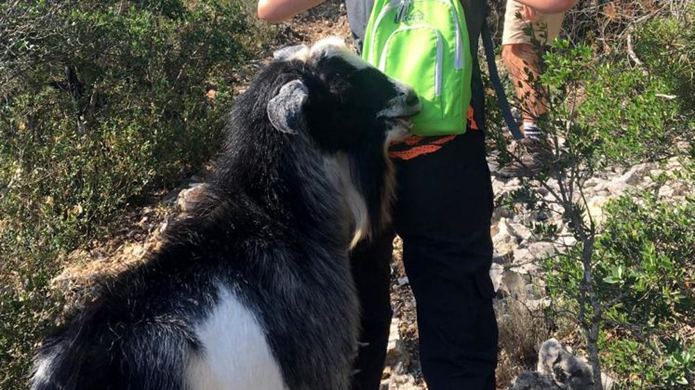 Ce bouc agresse depuis deux semaines les promeneurs dans le parc des Eouvières. © Mairie de Baudinard